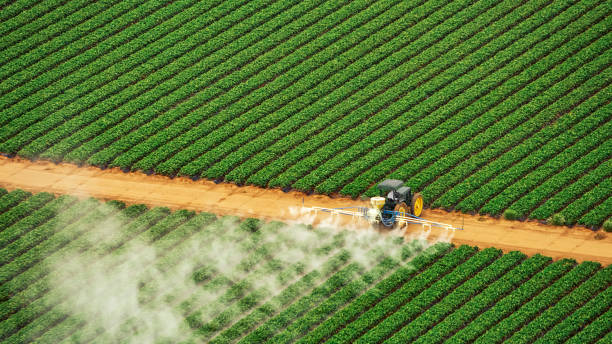 Best Termite Control Services  in Wabasha, MN